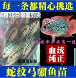 高品质蛇纹罗汉鱼苗鱼苗活体热带鱼观赏鱼