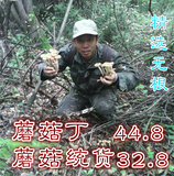 东北榛蘑干货长白山无根野生榛蘑2015年新货