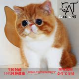 出售纯种红异国短毛猫宠物猫活体加菲猫