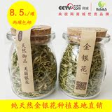 金银花茶新鲜原产地20g灌装花茶满两件包邮