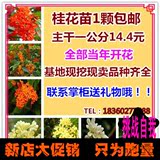 包邮嫁接金桂桂花树苗