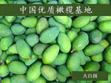 2016新鲜青橄榄水果现摘现发500g