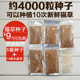 猫咪零食 猫草种子 5袋40克小麦种子 化毛球