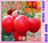 西红柿种子 进口番茄种子 抗病毒--—戴夫特