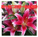 香水百合花种球 花卉 新鲜带芽一代大球