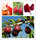 美国红啤梨果树苗防止心血管疾病延缓衰老