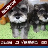 雪纳瑞幼犬 宠物狗 活体 赛级 老头犬