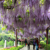 紫藤花苗树苗盆栽紫藤苗日本多花紫藤大苗