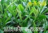 2016日照绿茶 茶农直销雪青春季栗香茶叶