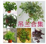 盆栽植物 珍稀品种吊兰口红吊兰防辐射