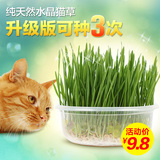 猫草种子大麦猫草天然猫薄荷去毛球 猫零食