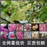 樱花树苗 嫁接樱花苗 东京江户樱花小苗