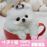 狗狗茶杯日本俊介球体哈多利博美犬幼犬活体