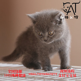 英国短毛猫 立耳猫 纯种蓝猫宠物猫幼猫活体