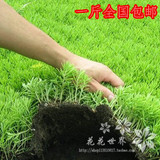 屋顶庭院绿化草坪植物 耐热耐寒 佛甲草吊兰