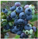 盆栽地栽果树苗 5年蓝莓苗包邮 蓝莓树苗