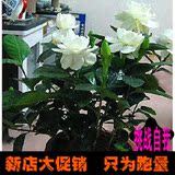 大叶盆栽芳香花卉牡丹栀子花花苗