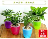 绿萝水培植物发财树盆栽绿植驱蚊草室内花卉