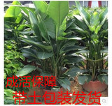 天堂鸟盆栽植物 鹤望兰 吸甲醛 净化空气