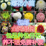 精品菊花苗盆栽 包品种 包开花  品种齐全