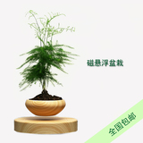 磁悬浮盆栽植物DIY高端商务创意礼品自转