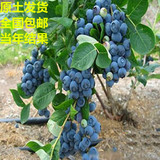 当年接果盆栽地栽蓝莓树苗蓝莓苗南北方种植
