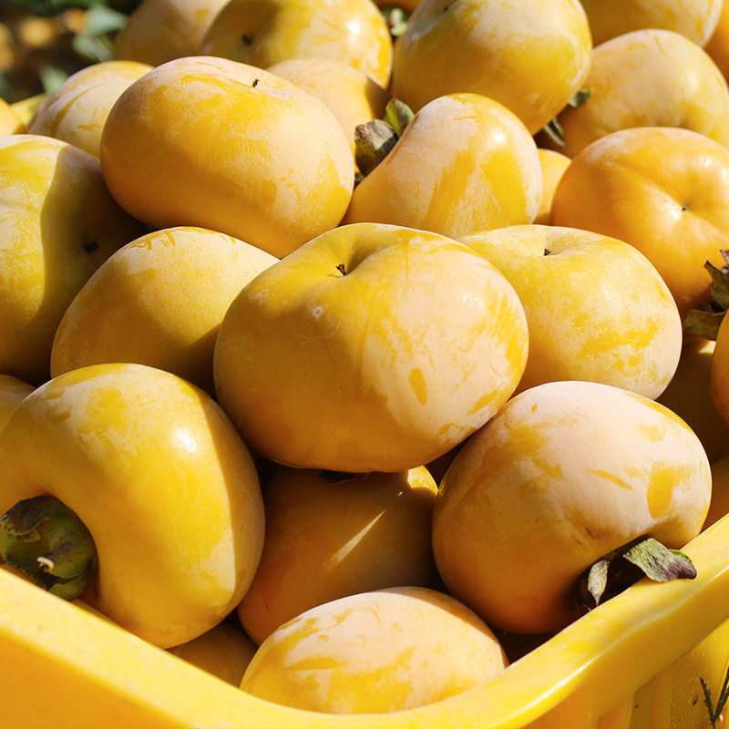 柿子当季新鲜水果广西恭城农家特产巧克力甜柿柿子