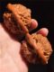 Wenwan Walnut Hand-Playing 50mm Wang Yong Hat Walnut Extra 큰 남자 플레이트 핸드 플레이 호두 핸드 플레이 호두 핸드 플레이 킬른 패턴 Wenwan Walnut Hand-Playing 50mm Wang Yong Hat Walnut Extra 큰 남자 플레이트 핸드 플레이 호두 핸드 플레이 호두 핸드 플레이 킬른 패턴
