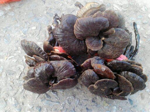 民间青草 专业采摘青草 野生瞿麦根 新鲜青草 发货快