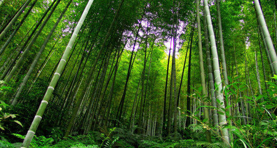 紫竹林舞蹈用品