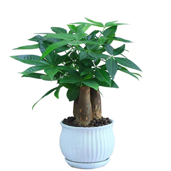 Facai tree potted plant indoor living room Jinyu Mantang 1 year seedlings to prevent radiation step by step high-rise courtyard desk balcony
Facai tree potted plant indoor living room Jinyu Mantang 1 year seedlings to prevent radiation step by step high-rise courtyard desk balcony