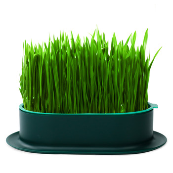 cat grass potted seed tray lazy soilless water cultured cat grass cat mint wheat grains ອາຫານວ່າງແມວ