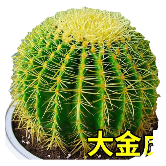 Golden Tiger Cactus Large Cactus Succulents High-end Desktop Office Indoor Pot Green Plants Anti-radiation
Golden Tiger Cactus Large Cactus Succulents High-end Desktop Office Indoor Pot Green Plants Anti-radiation