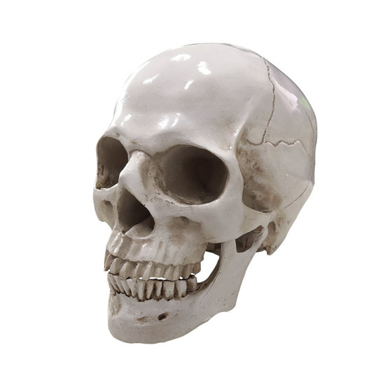 Genuine 1:1 high-end human skull model for medical use skull anatomical specimen skeletal nerve model
Genuine 1:1 high-end human skull model for medical use skull anatomical specimen skeletal nerve model