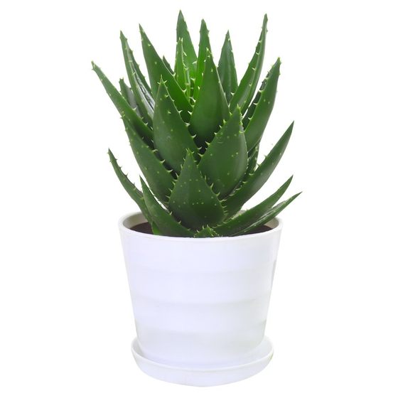 Aloe Vera Potted Flowers Balcony Desktop Seasons Radiation-absorbing Formaldehyde Green Plant Succulent Small Potted Plants
Aloe Vera Potted Flowers Balcony Desktop Seasons Radiation-absorbing Formaldehyde Green Plant Succulent Small Potted Plants