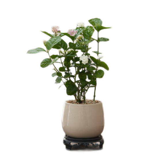 Jasmine potted plant with strong fragrance with flower buds delivery office desktop flowers and green plants all seasons good bonsai decorations
Jasmine potted plant with strong fragrance with flower buds delivery office desktop flowers and green plants all seasons good bonsai decorations