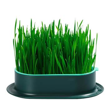 cat grass potted seeds hydroponic box lazy planting organic cat grass hair ball slices wheat seedling tray snacks