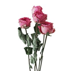 Girly pink rare rose dried flower natural real flower A-grade large bud home decoration flower arrangement Goddess Day gift