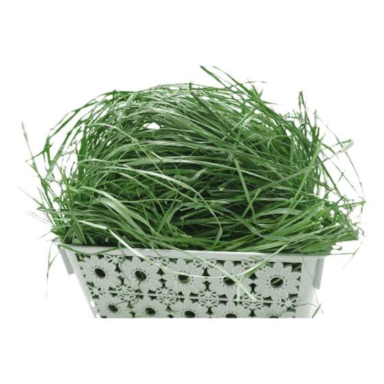 25 years of rabbit grass dry Timothy tender grass North leash pet rabbit grass Dutch pig chinchilla grass domestic hay grass
25 years of rabbit grass dry Timothy tender grass North leash pet rabbit grass Dutch pig chinchilla grass domestic hay grass