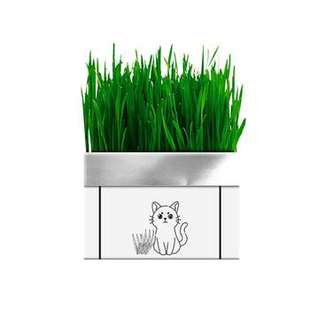 cat grass potted fur ເມັດຫຍ້າໄດ້ຖືກປູກ, ເມັດ wheat lazy, ອາຫານຫວ່າງ cat, ການປູກໂພຊະນາການ hydroponic