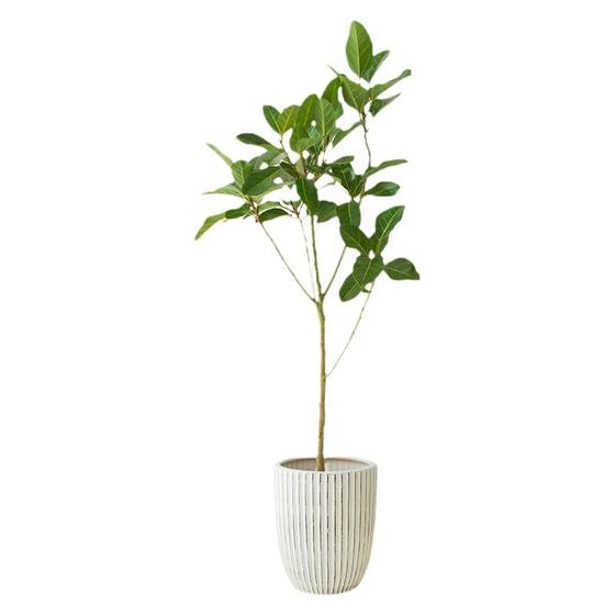Old Pile high mountain banyan potted green plants Large indoor Bangladeshon Rong Korean INS Wind Home Floor Floor
Old Pile high mountain banyan potted green plants Large indoor Bangladeshon Rong Korean INS Wind Home Floor Floor