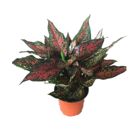 Ruyi Pot Plant Queen Geely Hong Wannianqing Indoor Office Easy to Raise Purify Air Radiation-proof Leaf Plants
Ruyi Pot Plant Queen Geely Hong Wannianqing Indoor Office Easy to Raise Purify Air Radiation-proof Leaf Plants