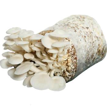 ຖົງປູກເຫັດ Pleurotus ostreatus strain pack family fun mushroom mushroom edible black oyster mushroom indoor mushroom stick potted plant