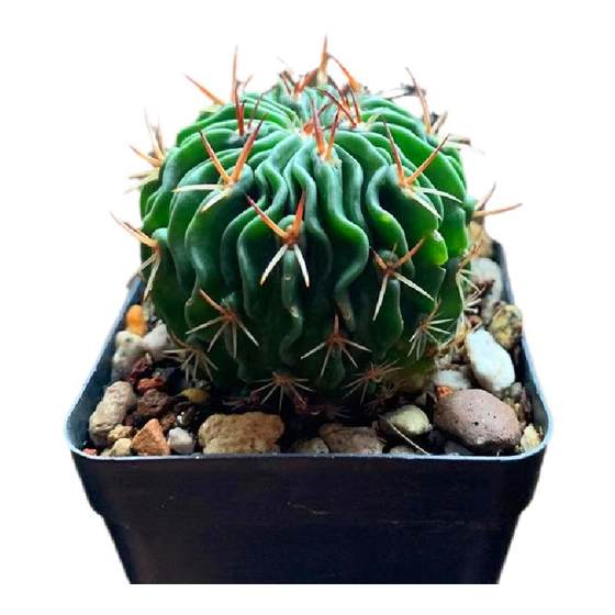 Polygonal Jade Real Cactus Flowering Balls Meat Flowers Indoor Pot Plants Green Bamboo Radiation Prevents Interesting Fun
Polygonal Jade Real Cactus Flowering Balls Meat Flowers Indoor Pot Plants Green Bamboo Radiation Prevents Interesting Fun