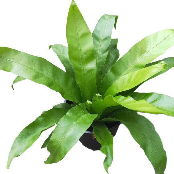 Boston fern potted green plants indoor balcony purifies air viewing leaves all seasons evergreen to prevent radiation ferns
Boston fern potted green plants indoor balcony purifies air viewing leaves all seasons evergreen to prevent radiation ferns