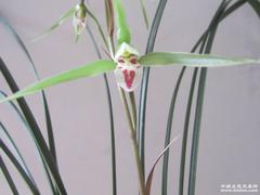 细叶寒兰下山兰花苗图片