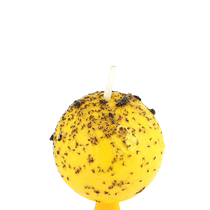 Fruit fly Booby trap Fly Ball Small Real Fly Melon Real Fly Fruit Fly Sticky Worm Ball Stickler Orchard Vegetable Silgua