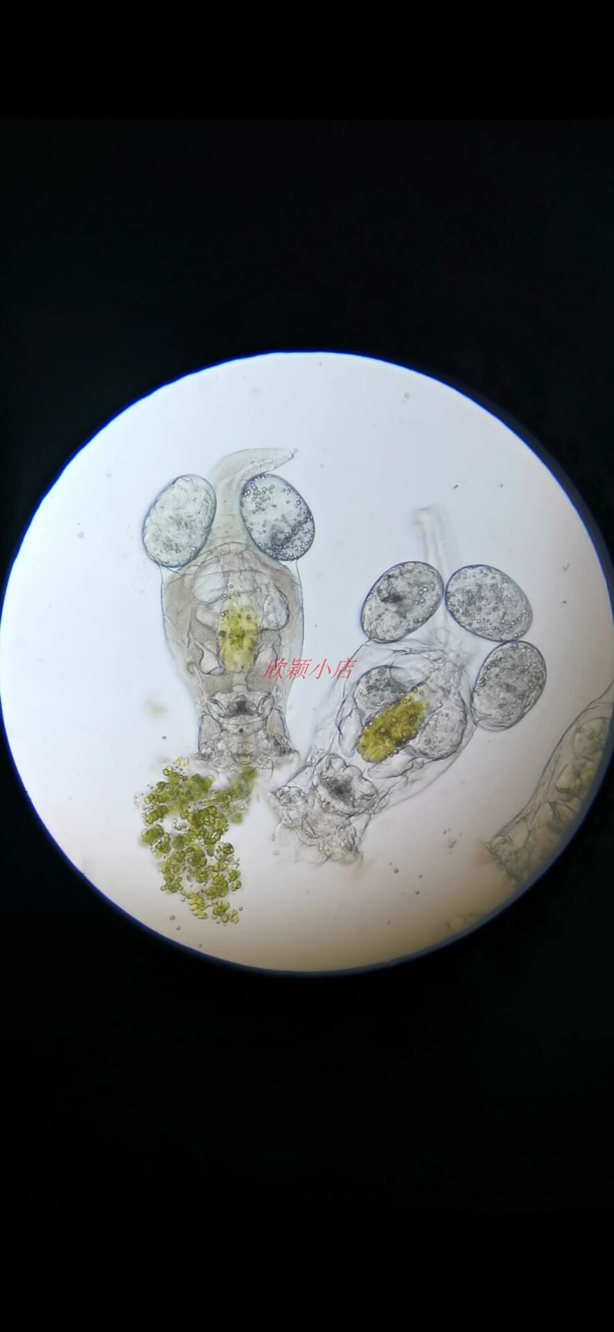 淡水活体萼花臂尾轮虫鱼食观赏鱼苗开口生物实验加州鲈鱼饲料上海