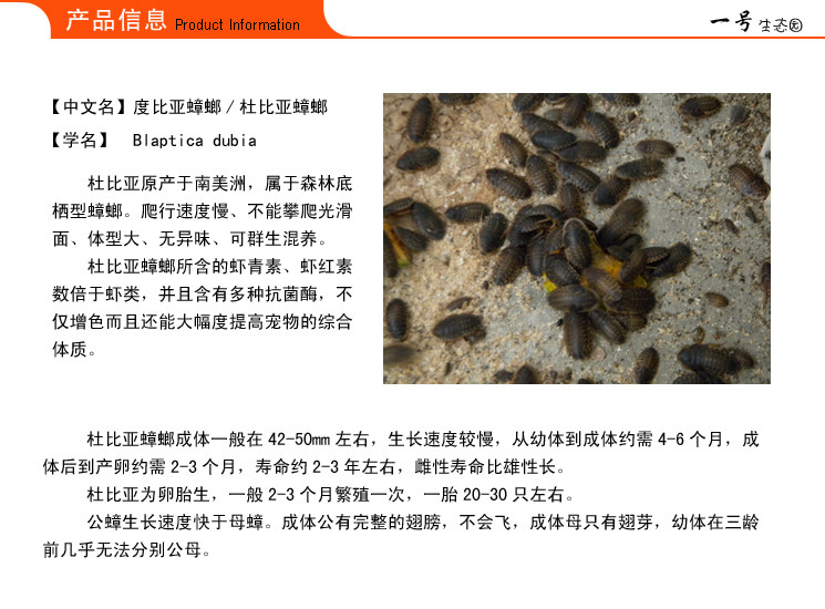 杜比亚蟑螂樱桃红活体食饵观赏鱼龟饲料包邮包活量多优惠