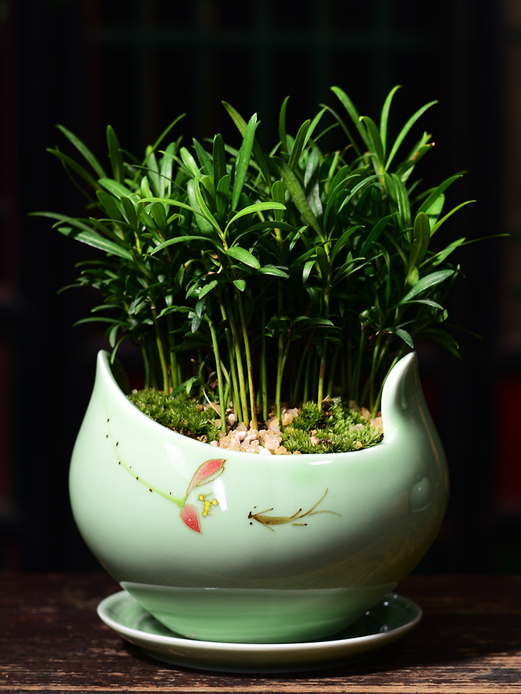 Ceramic POTS with extra large tray was contracted household indoor green, the plants money plant flowers, potted orchids get rich tree